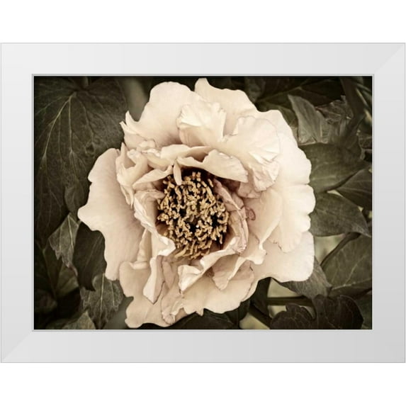 Perry, Rachel 14x12 White Modern Wood Framed Museum Art Print Titled - Golden Era Peony II