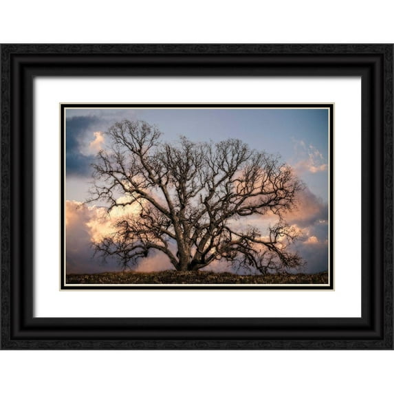 Perry, Rachel 18x13 Black Ornate Wood Framed with Double Matting Museum Art Print Titled - Grand Oak Tree II