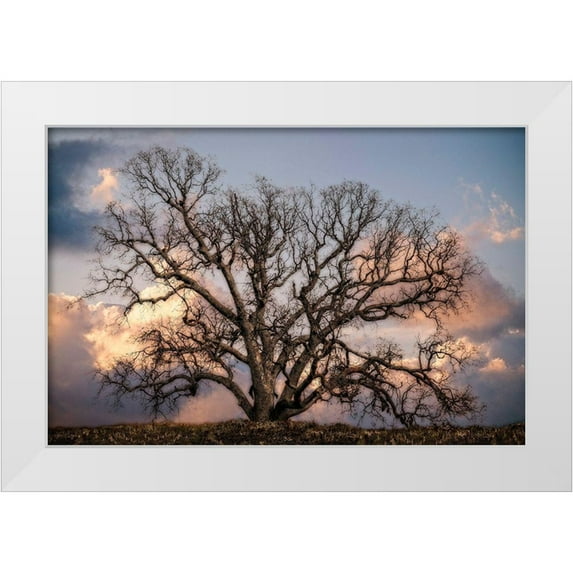 Perry, Rachel 32x23 White Modern Wood Framed Museum Art Print Titled - Grand Oak Tree II
