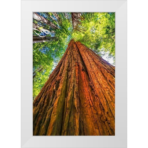 Perry, William 13x18 White Modern Wood Framed Museum Art Print Titled - Green towering tree-Redwoods National Park-Newton B Drury Drive-Crescent City-California