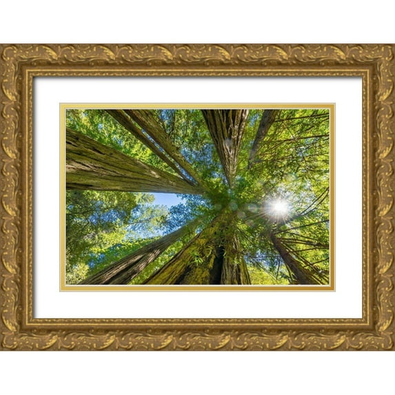 Perry, William 14x11 Gold Ornate Wood Framed with Double Matting Museum Art Print Titled - Sun shining through towering tree-Redwoods National Park-Newton B Drury Drive-Crescent City