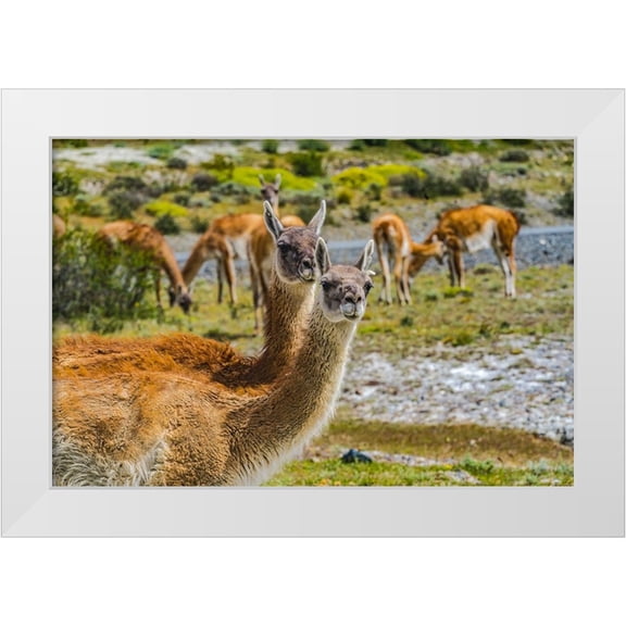Perry, William 14x11 White Modern Wood Framed Museum Art Print Titled - Guanacos wild lamas eating Salt-Atacama Salt Flats-Torres del Paine National Park-Patagonia-Chile