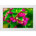 thumbnail image 1 of Perry, William 14x11 White Modern Wood Framed Museum Art Print Titled - Pink bougainvillea closeup-Moorea-Tahiti-French Polynesia, 1 of 4