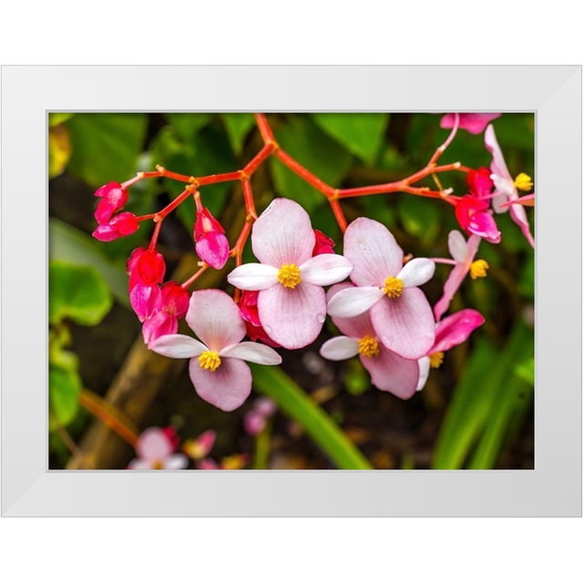 Perry, William 14x11 White Modern Wood Framed Museum Art Print Titled ...