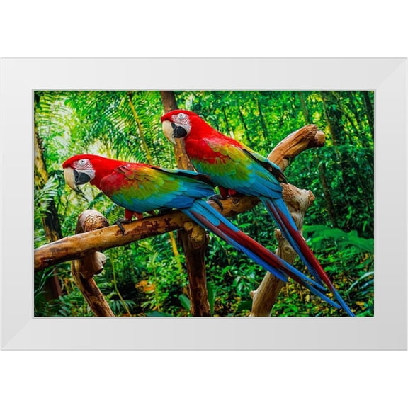 Perry, William 14x11 White Modern Wood Framed Museum Art Print Titled - green Wing Macaws-Originally from South America,