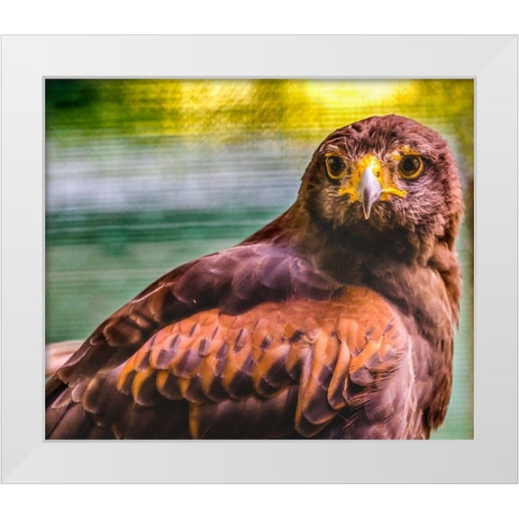 Perry, William 14x12 White Modern Wood Framed Museum Art Print Titled - Colorful red-tailed hawk looking for prey-Florida