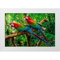 thumbnail image 1 of Perry, William 18x13 White Modern Wood Framed Museum Art Print Titled - green Wing Macaws-Originally from South America,, 1 of 4