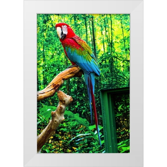 Perry, William 23x32 White Modern Wood Framed Museum Art Print Titled - green Wing Macaw Originally from South America,