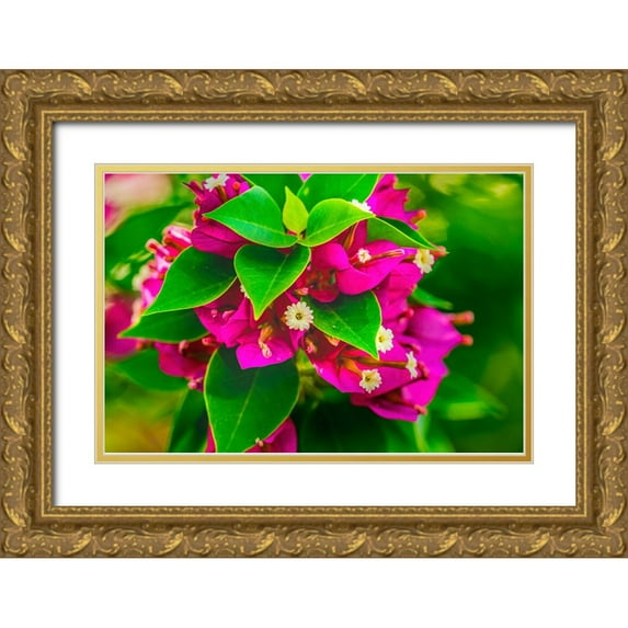 Perry, William 24x17 Gold Ornate Wood Framed with Double Matting Museum Art Print Titled - Pink bougainvillea closeup-Moorea-Tahiti-French Polynesia