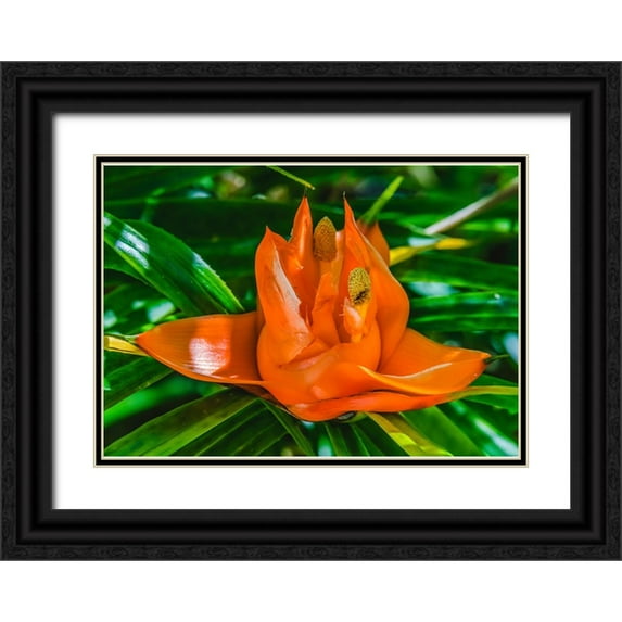 Perry, William 24x18 Black Ornate Wood Framed with Double Matting Museum Art Print Titled - Colorful orange flower-Florida-Pandanus produces and edible fruit