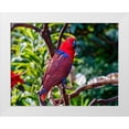 thumbnail image 1 of Perry, William 24x19 White Modern Wood Framed Museum Art Print Titled - Red blue Female Eclectus Parrot close-up Native to Solomon Islands-New Guinea, 1 of 4