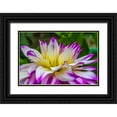 thumbnail image 1 of Perry, William 32x23 Black Ornate Wood Framed with Double Matting Museum Art Print Titled - Blue purple white Dinnerplate AA dahlia blooming-Dahlia named Ferncliff Illusion, 1 of 4