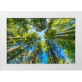 thumbnail image 1 of Perry, William 32x23 White Modern Wood Framed Museum Art Print Titled - Green towering tree-Redwoods National Park-Newton B Drury Drive-Crescent City-California, 1 of 4