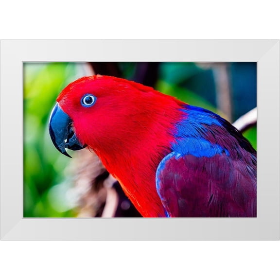 Perry, William 32x23 White Modern Wood Framed Museum Art Print Titled - Red blue Female Eclectus Parrot close-up Native to Solomon Islands-New Guinea