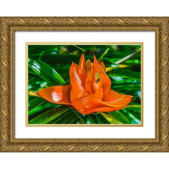 Perry, William 32x24 Gold Ornate Wood Framed with Double Matting Museum Art Print Titled - Colorful orange flower-Florida-Pandanus produces and edible fruit