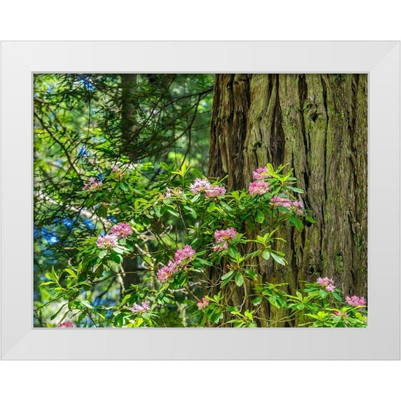 Perry, William 32x25 White Modern Wood Framed Museum Art Print Titled - Green towering trees-pink rhododendron-Lady Bird Johnson Grove-Redwoods National Park-California
