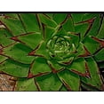 thumbnail image 1 of Perseverance, 1 of 1