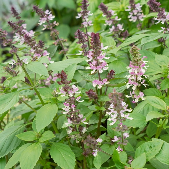 Persian AAS Basil Seeds - 1 Oz ~19000 Seeds - Non-GMO - Growing Microgreens, Herb Garden - Ocimum basilicum