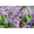 thumbnail image 1 of Persian Lilac Live Plant 12-18" in Height in a #3 Container, 1 of 1