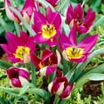 thumbnail image 1 of Persian Pearl Botanical Tulips Flower Bulbs - 25 Bulbs per Pack - Deer Resistant - Grows Well In Containers - Naturalizing - Perennializing - Easy to Grow Live Plants - Outdoor Garden, 1 of 6