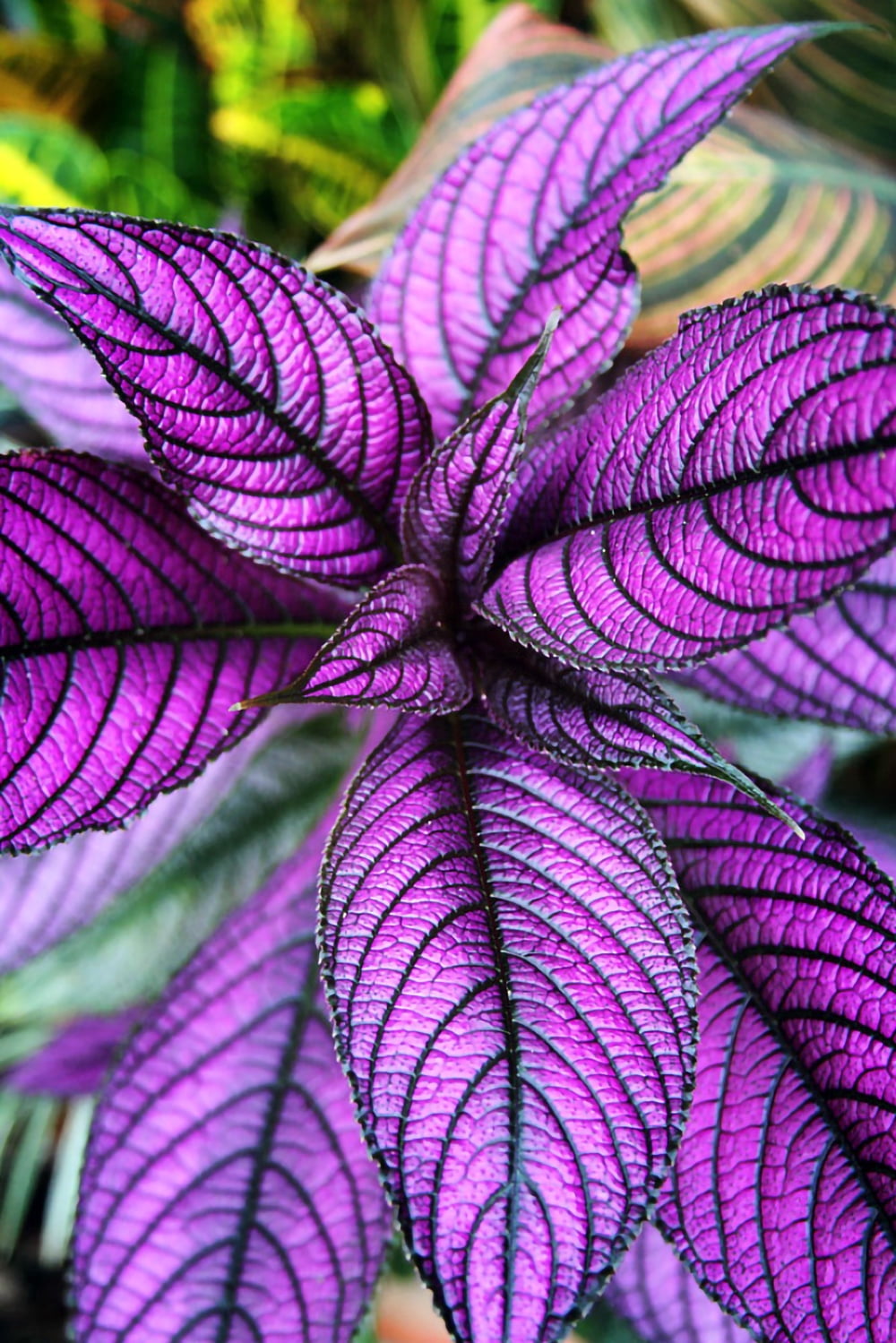 Persian Shield Live Plant - Strobilanthes - Inside/Out - 2" Pot
