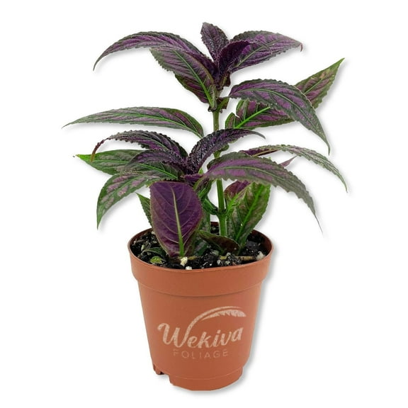 Persian Shield Plant - 1 Live Starter Plant - Strobilanthes Dyerianus - Colorful Striking Iridescent Purple Foliage Decorative Easy Care Tropical Houseplant