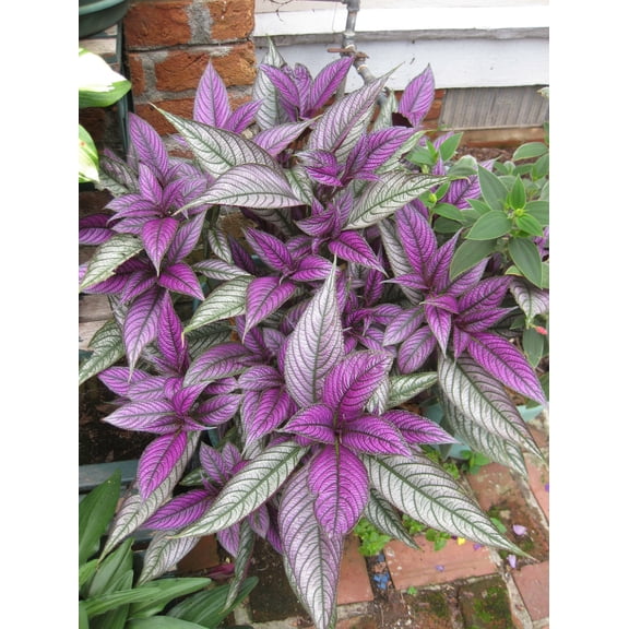 Persian Shield Plant - Single - 4 Inch Pot - Strobilanthes Dyerianus
