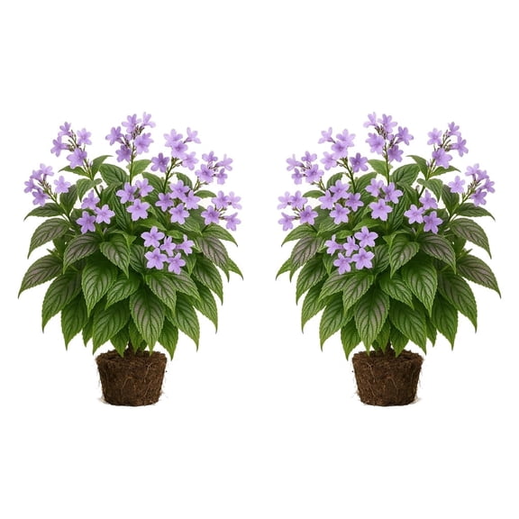 Persian Shield Starter Plants - Set of 2 Live Plants, Iridescent Purple Foliage, Partial Sun, Ships Bare Root, No Pot