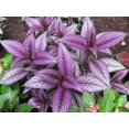 thumbnail image 1 of RedCrocus Persian Shield Strobilanthes dyerianus - Vibrant Evergreen Foliage for Garden & Indoor Decor  4" Pot (Pack of 5), 1 of 16
