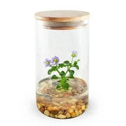 Persian Violet Exacum Affine, Rare Violet Flower Terrarium, Anniversary Gift