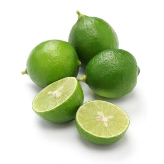 Persian lime tree grafted 1.5-3 ft. Ship to all states