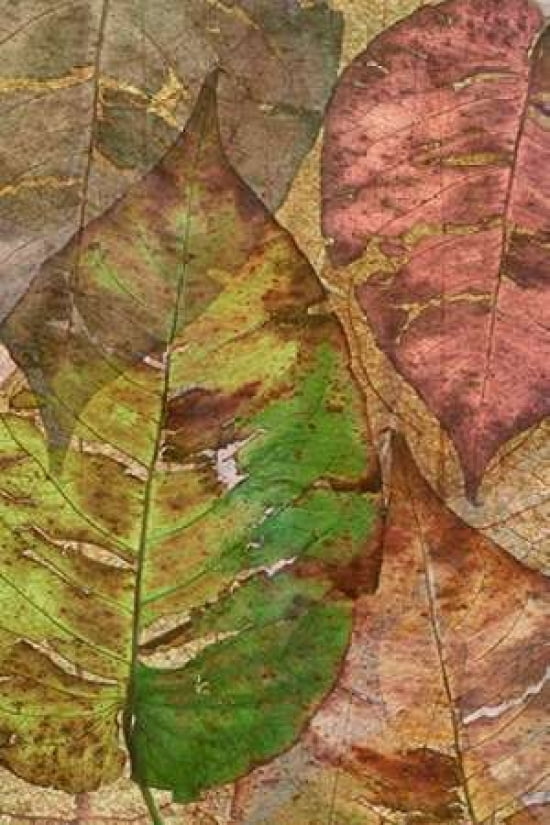 Persicaria Leaf Canvas Art - Cora Niele (12 x 18)
