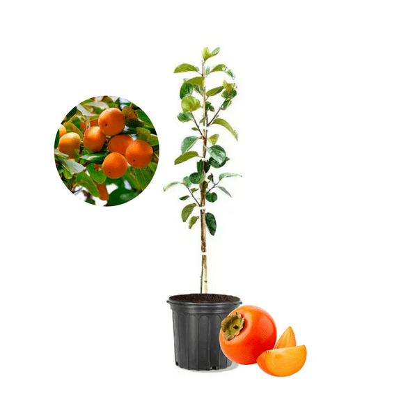 Persimmon Fruit Tree Live Plant, 8 - 10 inches Height, Live Persimmon Plant, Well - Rooted in Quart Pot, Dormant