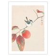 thumbnail image 1 of Persimmon and a Japanese Sparrow - Vintage Japanese Woodblock Print by Seiyosai Shunshi c.1900's - Bamboo Fine Art 290gsm Paper Print (Unframed) 18x24in, 1 of 4
