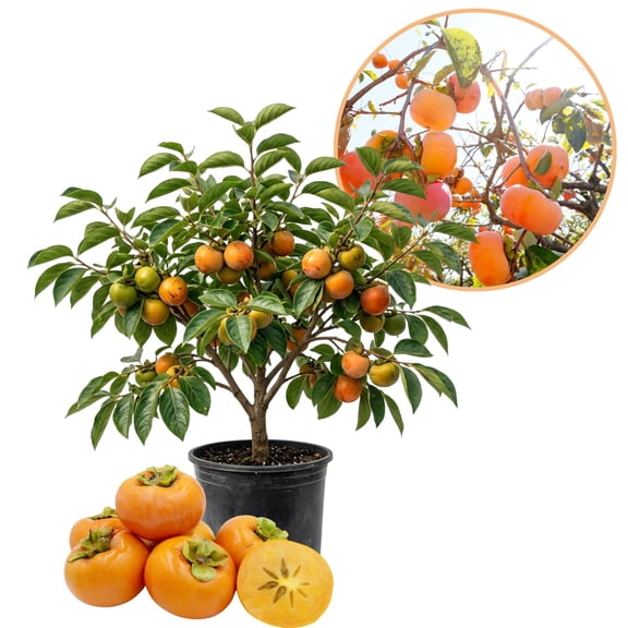 Persimmon Tree Live Plant, High-Yield Persimmon, Cold Hardy, Up to 2 Feet, Hardy Fruit Trees for Outdoor Growing