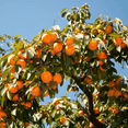 thumbnail image 1 of Persimmon Tree Live Plant, Persimmon Plant, Dormant Fruit Tree, 8-10 inches Tall, Quart Pot, Zones 7-9, 1 of 5