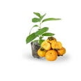 thumbnail image 1 of Persimmon Tree Live Plant for Outdoor Gardening, Fruit Persimmon Tree 6-10 Inches, 1 of 6