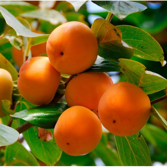 Persimmon Tree Live for Planting, American Persimmon Tree, Perennial Hardy Fruit Plant for Garden 8 to 10 Inc Tall