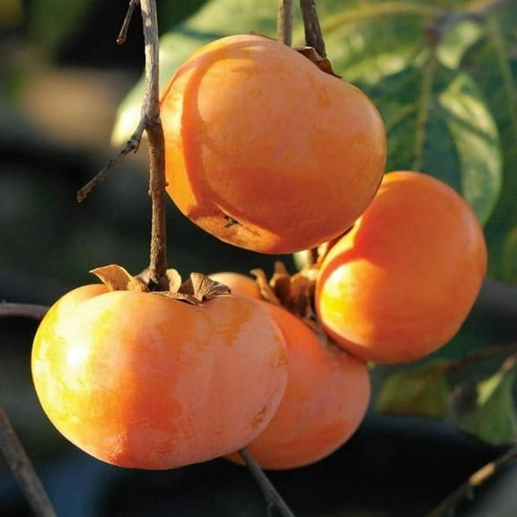 Persimmon Tree Plant, Quart Pot, 6 to 12 Inch Tall Persimmon Fruit Plant