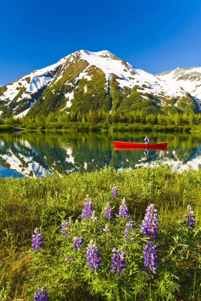 Person Canoeing In Small Lake In Portage Valley Of Chugach National Forest During Spring In Southcentral Alaska Canvas Art - Michael DeYoung Design Pics (22 x 34)