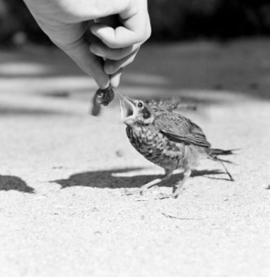 Person feeding bird Canvas Art - (24 x 36)