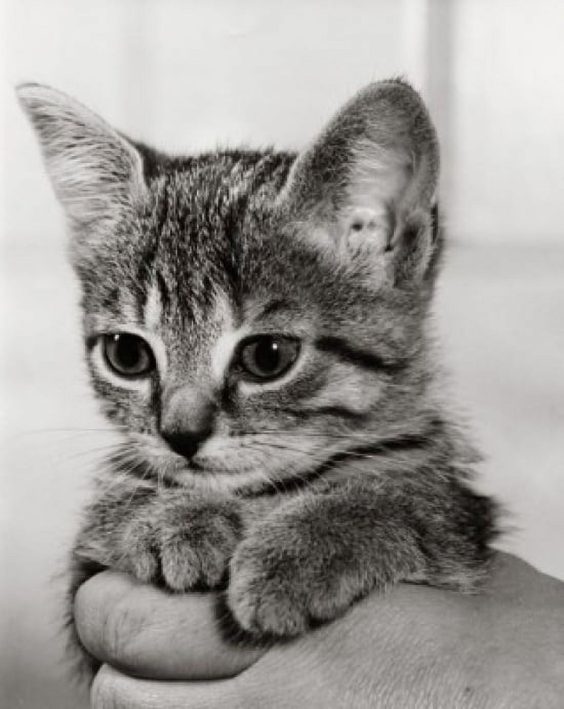 Person holding a kitten Canvas Art - (18 x 24)
