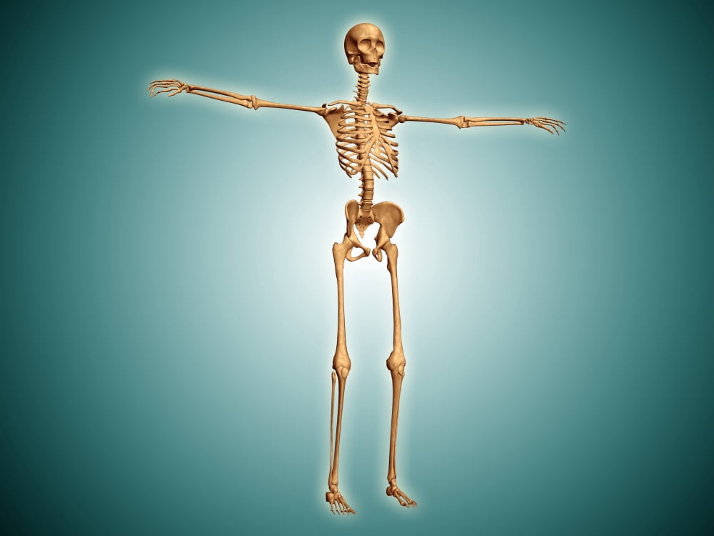 Perspective view of human skeletal system Canvas Art - Stocktrek Images (33 x 25)