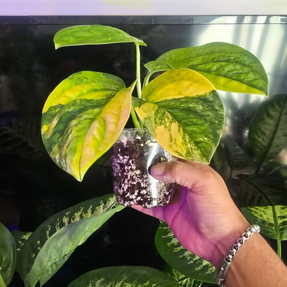 Peru Monstera Variegated in 4 inch pot, exact plant Feb 20