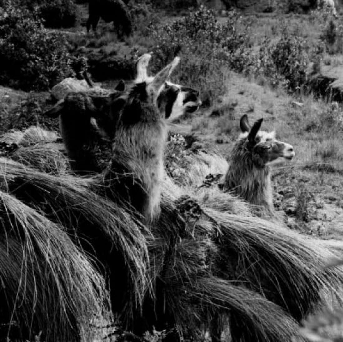 Peru llamas carrying straw Canvas Art - (24 x 36)