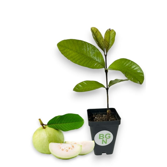 Peruvian White Guava Tree – Psidium Guajava