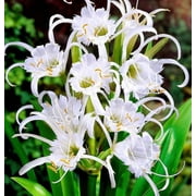 Peruvuian Daffodil Bulbs for Planting - Hymenocallis, White Spider Lily Daffodil (5 Bulbs)
