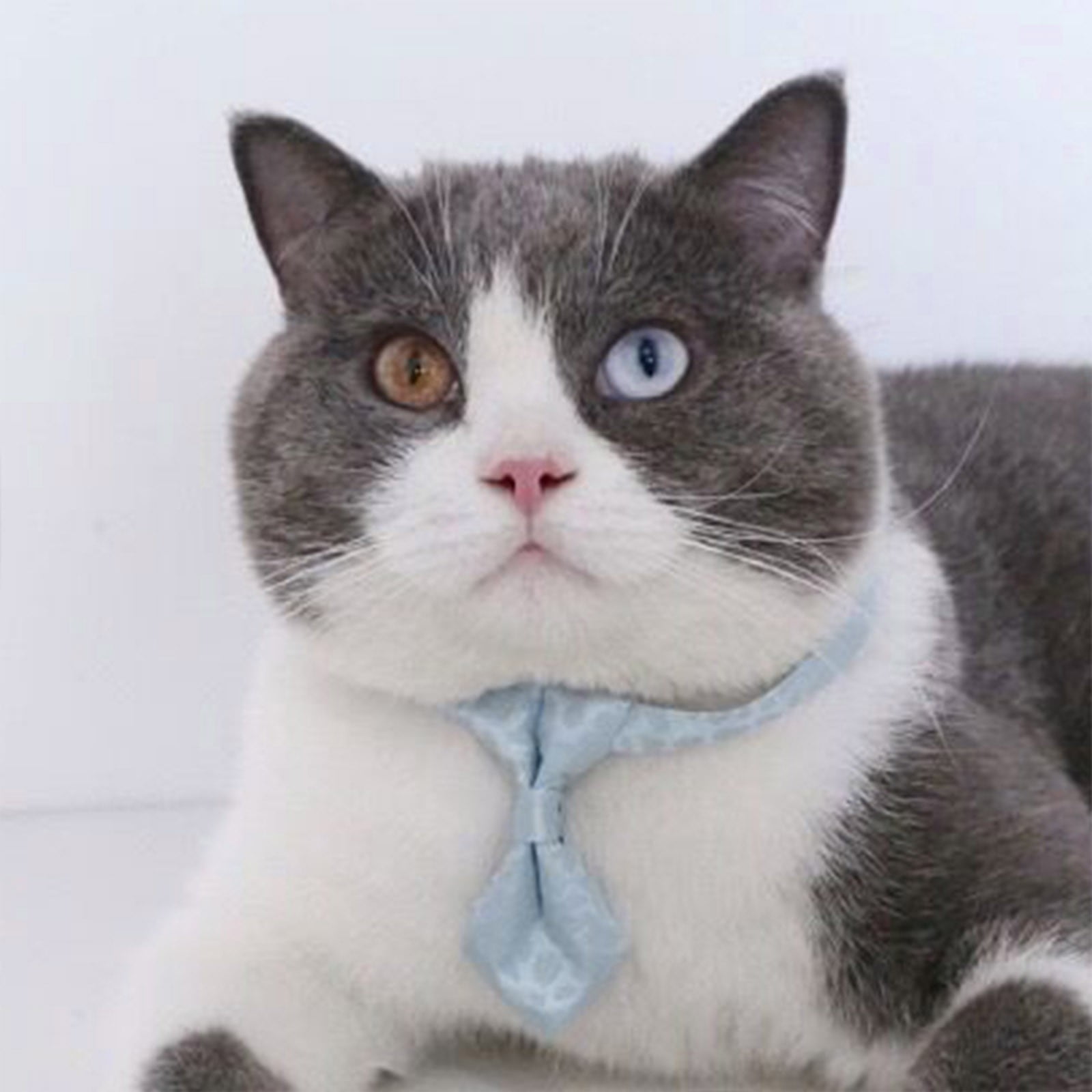 Fitting a best sale cat collar