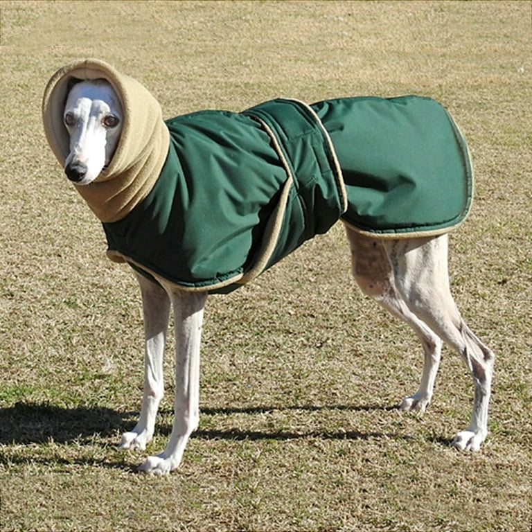 Greyhound hoodie for dog best sale