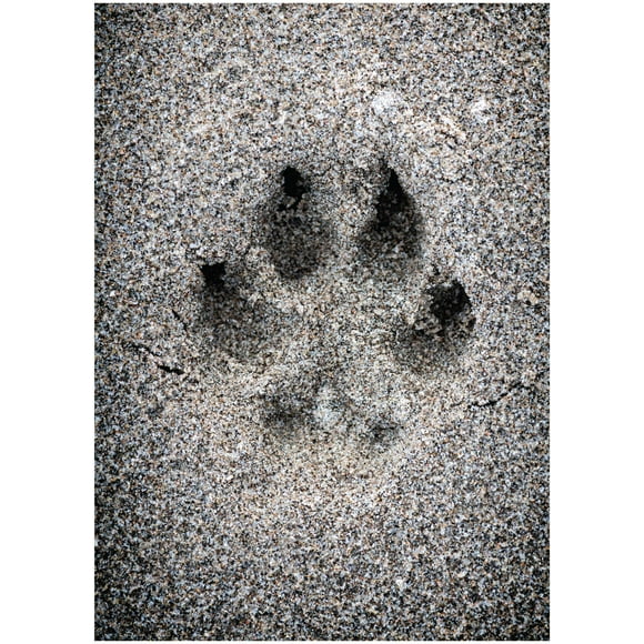 Pet Bereavement/Sympathy Greeting Card